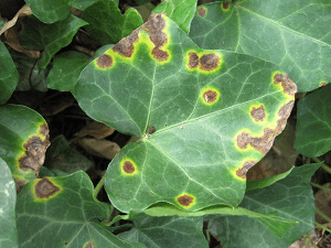 plant health and disease bacterial leaf spot