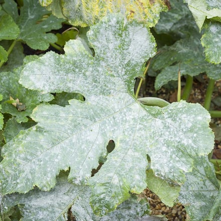 plant health: fungi based disease powdery mildew