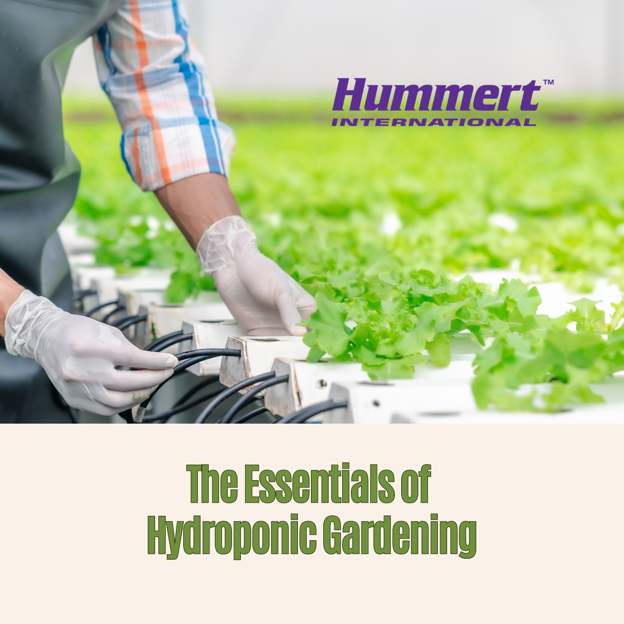 hummert international hydroponics
